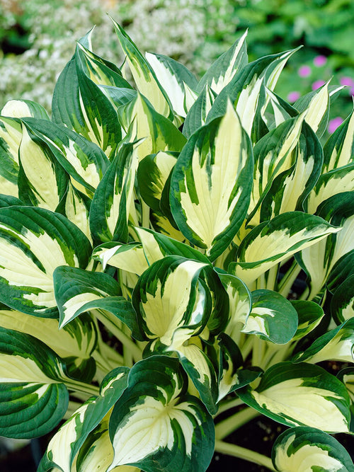 Buy Hosta 'Fire and Ice' from Holland
