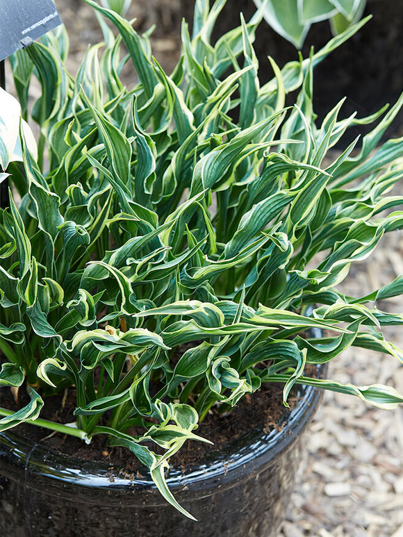 Buy Hosta 'Hands Up' from Holland