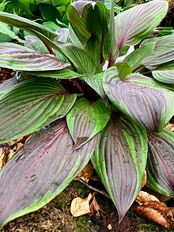 Hosta Red Ninja