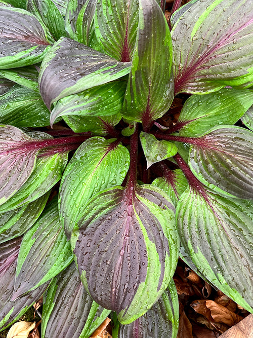 Hosta Red Ninja