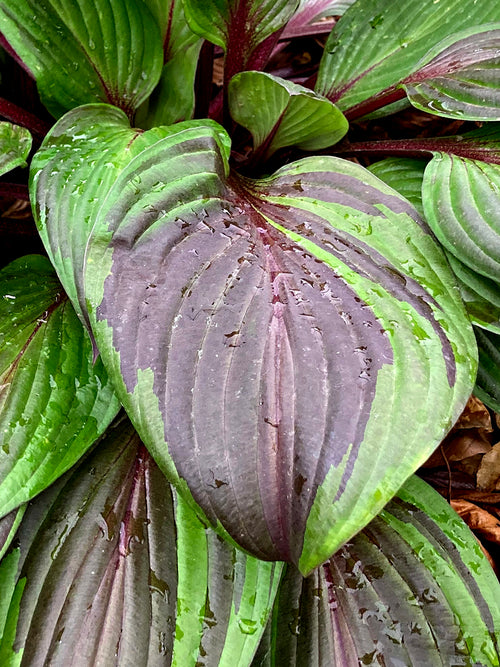 Hosta Red Ninja