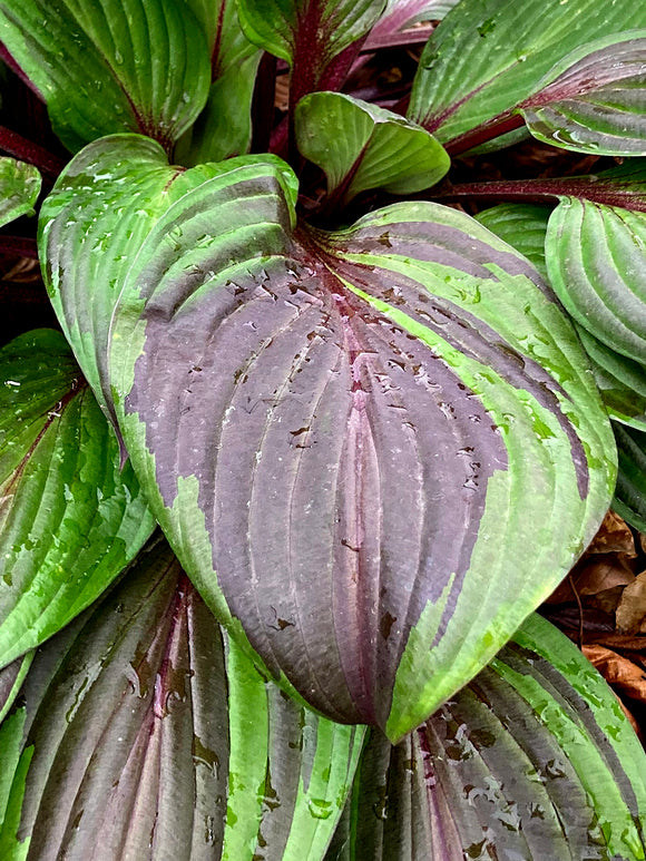 Hosta Red Ninja
