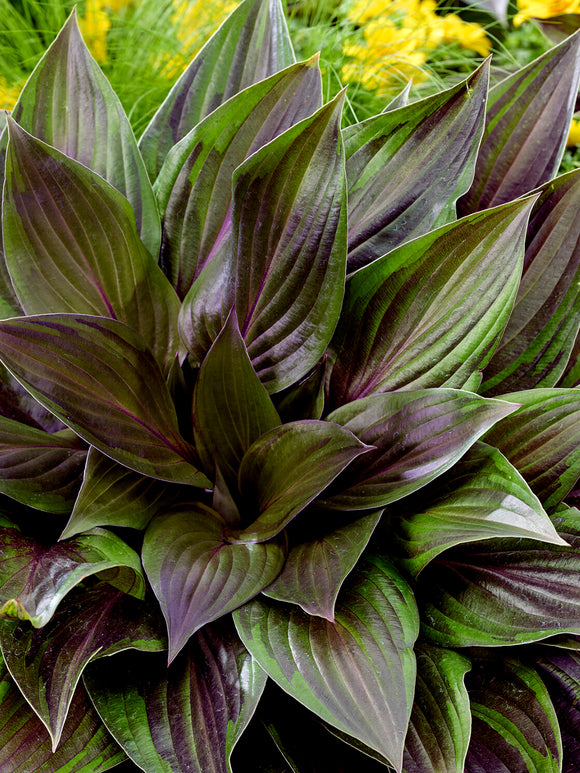 Hosta Red Ninja