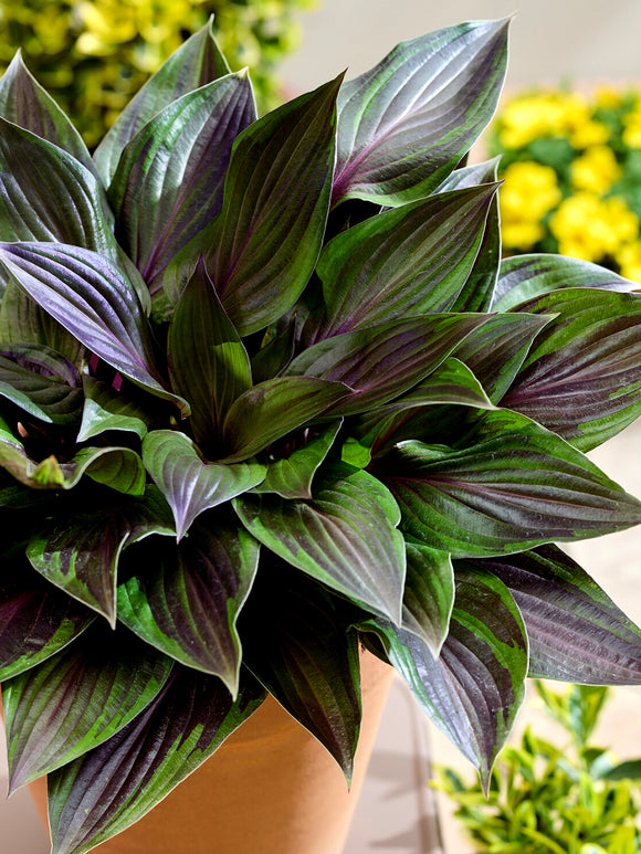 Hosta Red Ninja