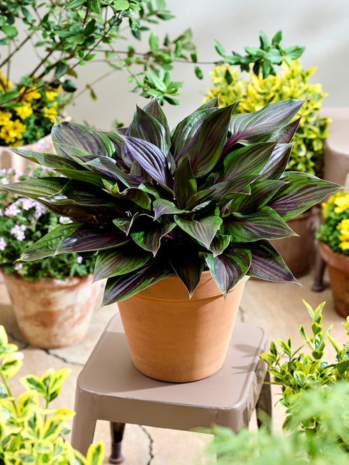 Hosta Red Ninja