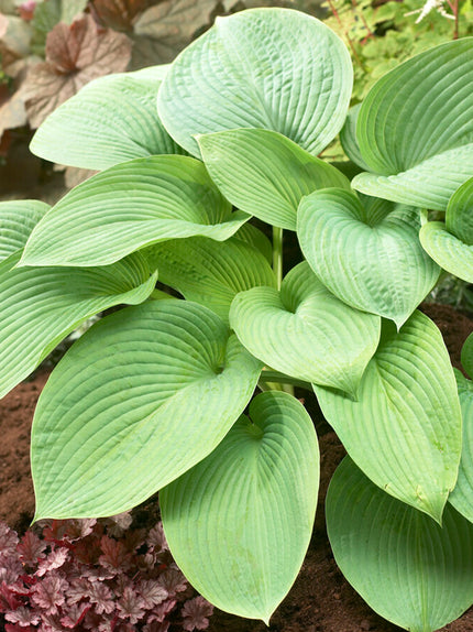 Hosta Roots For Sale | Buy Top-Quality Bare Roots Now