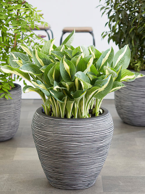 Buy Hosta Whirly Pop from Holland
