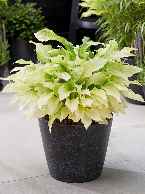 Buy Hosta 'White Feather' from Holland