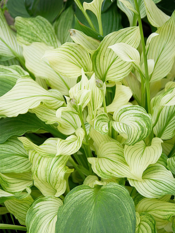 Buy Hosta 'White Feather' Bare Root