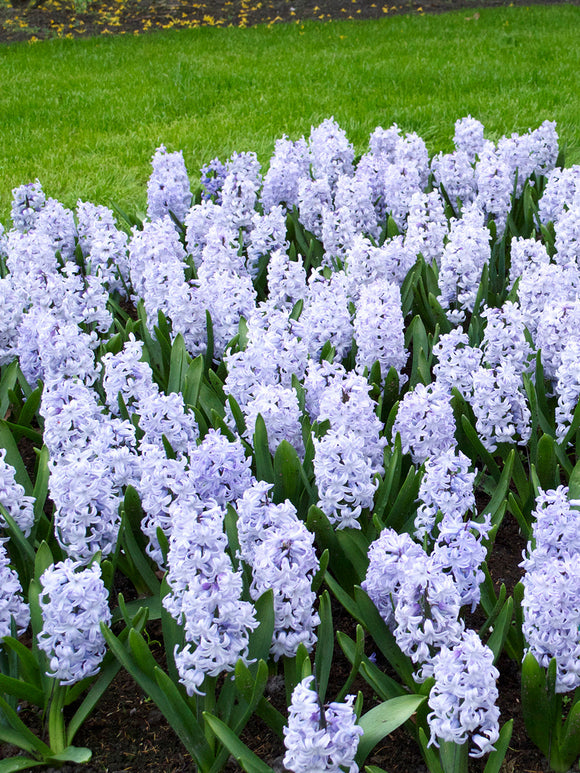 Hyacinth Bulbs Blue Eyes