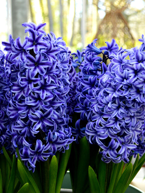 Hyacinths Blue Jacket Flower Bulbs UK