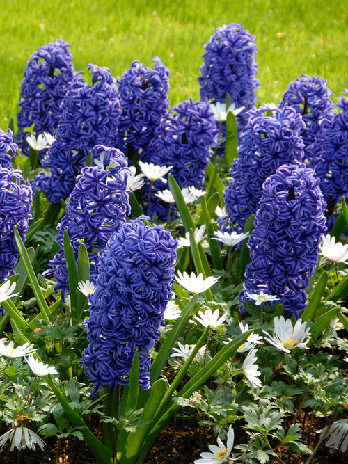 Hyacinth Bulbs Blue Jacket