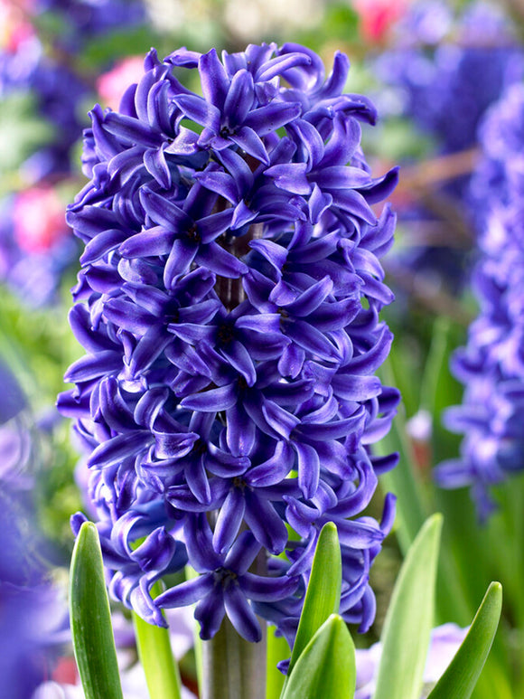 Hyacinth Blue Jacket Flower Bulbs
