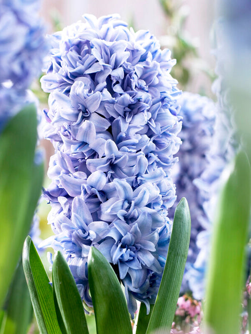 Hyacinths Blue Tango