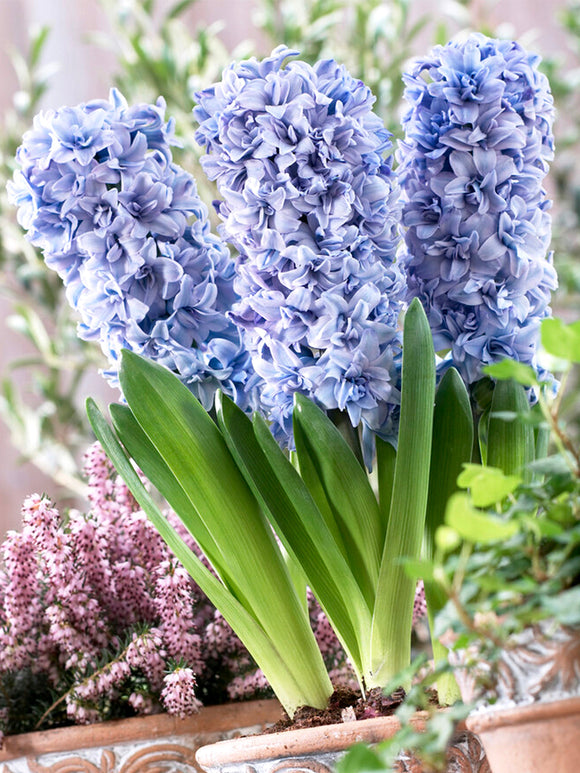 Hyacinth Blue Tango