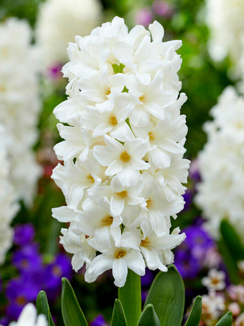 White Hyacinths Carnegie Flower Bulbs for Autumn Planting