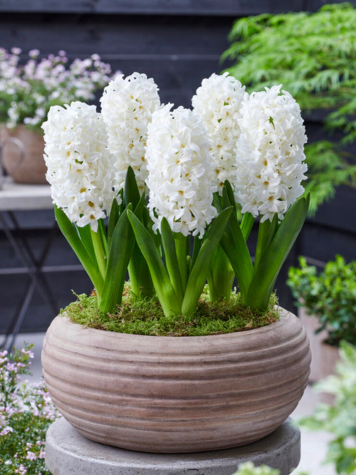 Hyacinth Bulbs Carnegie White