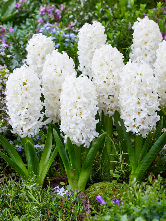 Hyacinth Carnegie White Flower Bulbs UK