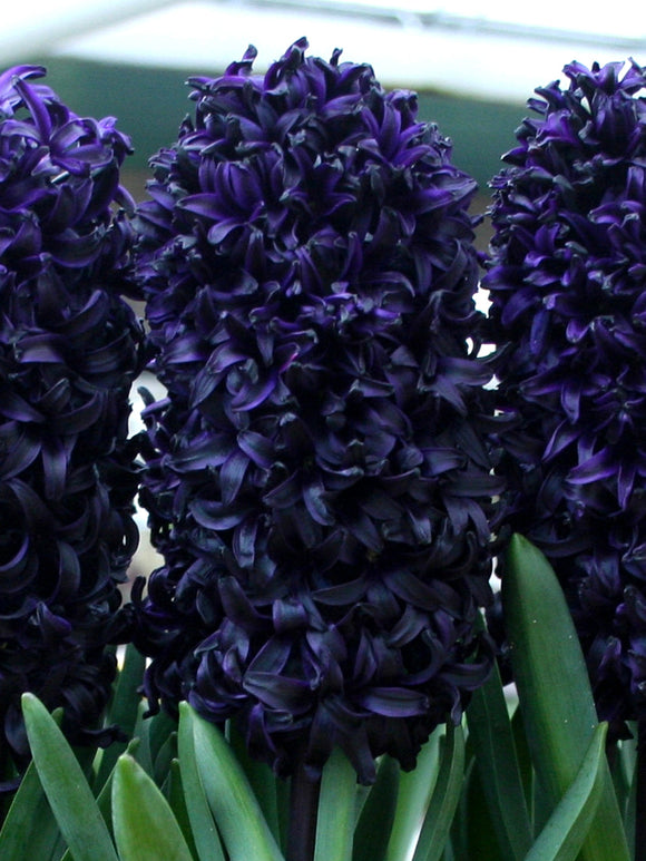 Hyacinth Dark Dimension