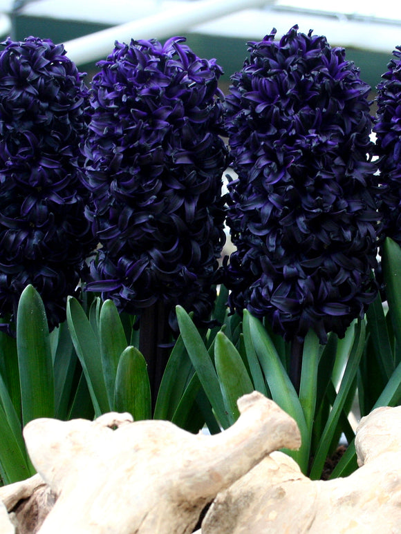 Hyacinth Dark Dimension