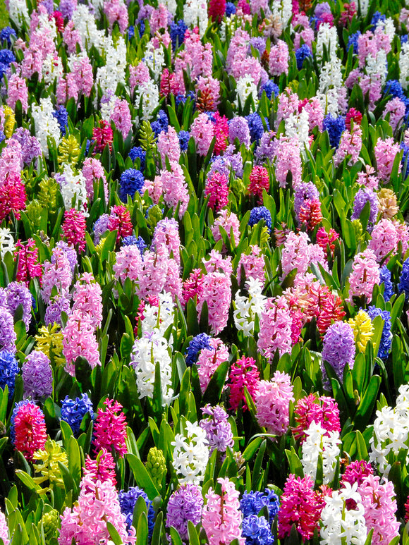 Hyacinth Mixed Colors