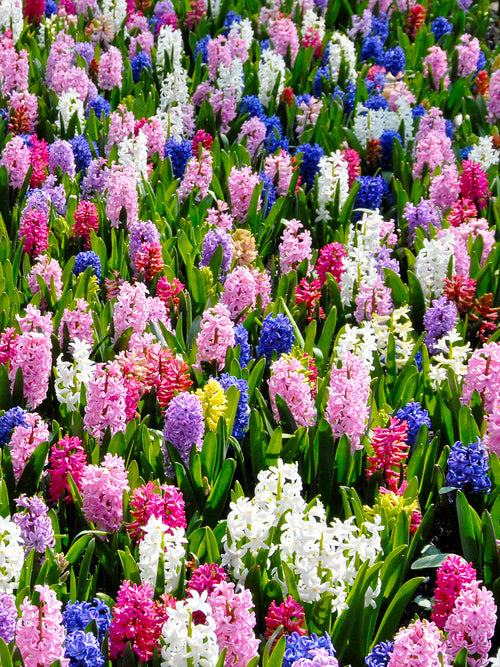 Mixed colored hyacinths
