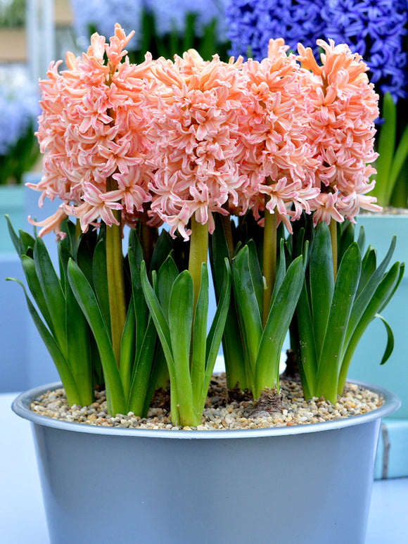 Salmon/orange spring bulbs for fall planting hyacinth Gipsy Queen
