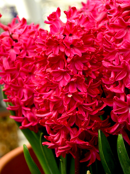 Hyacinth Jan Bos