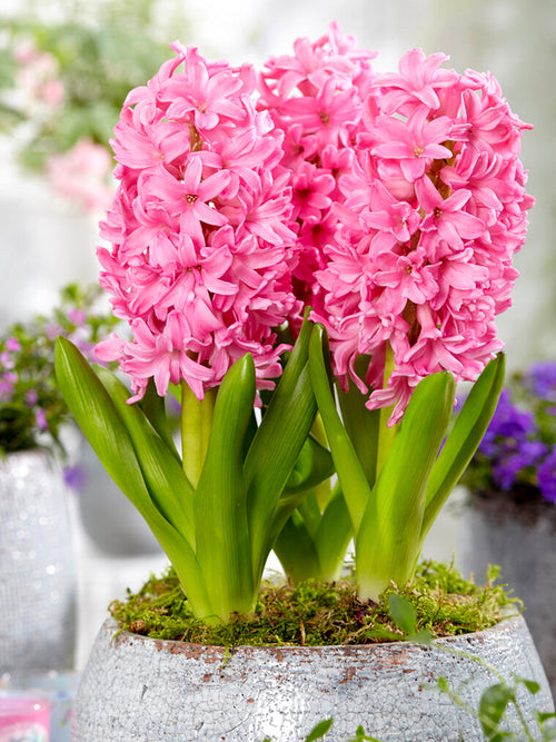 Hyacinth Pink Pearl Flower Bulbs UK Shipping