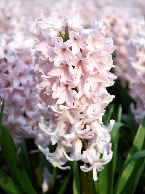 Pink Surprise Hyacinth Flower Bulbs
