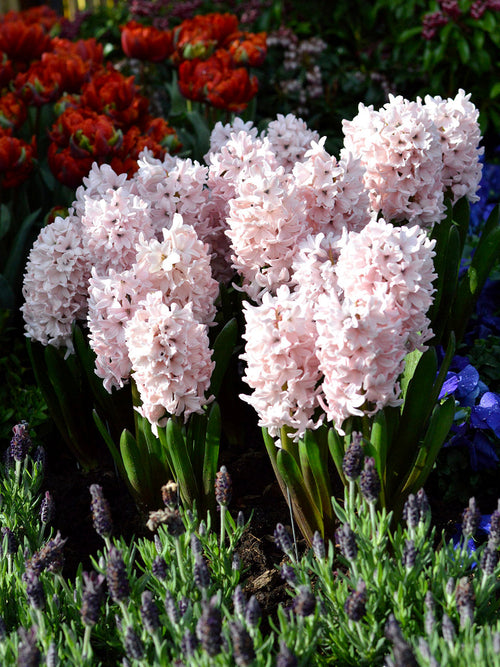 Pink Surprise Hyacinth Flower Bulbs