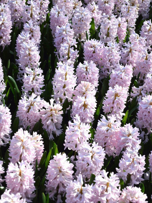 Hyacinth Flower Bulbs Pink Surprise UK