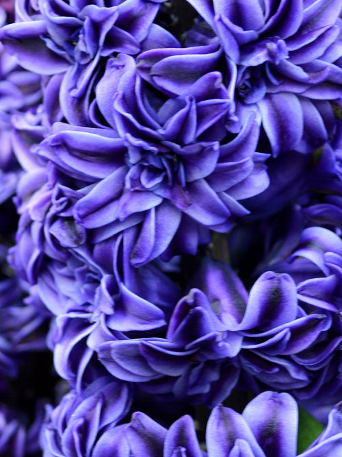 Hyacinths Royal Navy