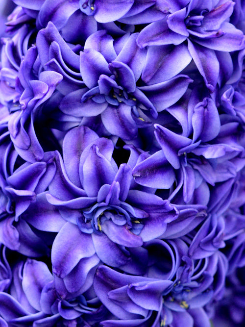 Royal Navy Hyacinth Flower Bulbs