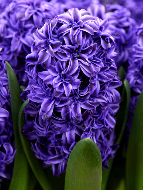 Hyacinth Royal Navy