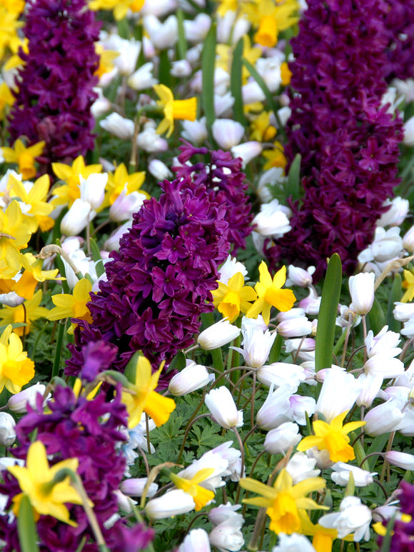 Hyacinth Bulbs Woodstock UK delivery