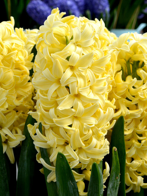 Yellow Hyacinth Queen Flower Bulbs shipping to the UK