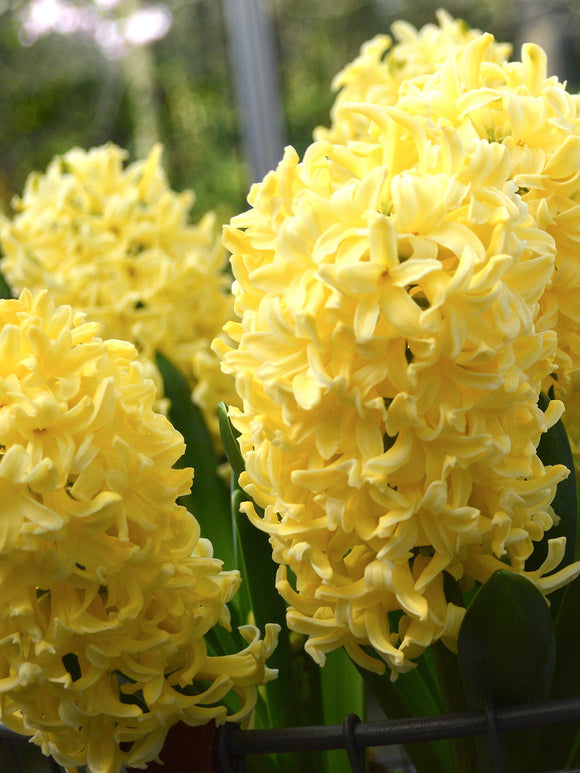 Hyacinth Yellow Queen Flower Bulbs UK delivery