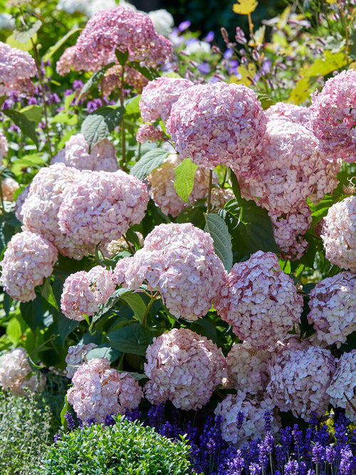 Hydrangea Candybelle Bubblegum