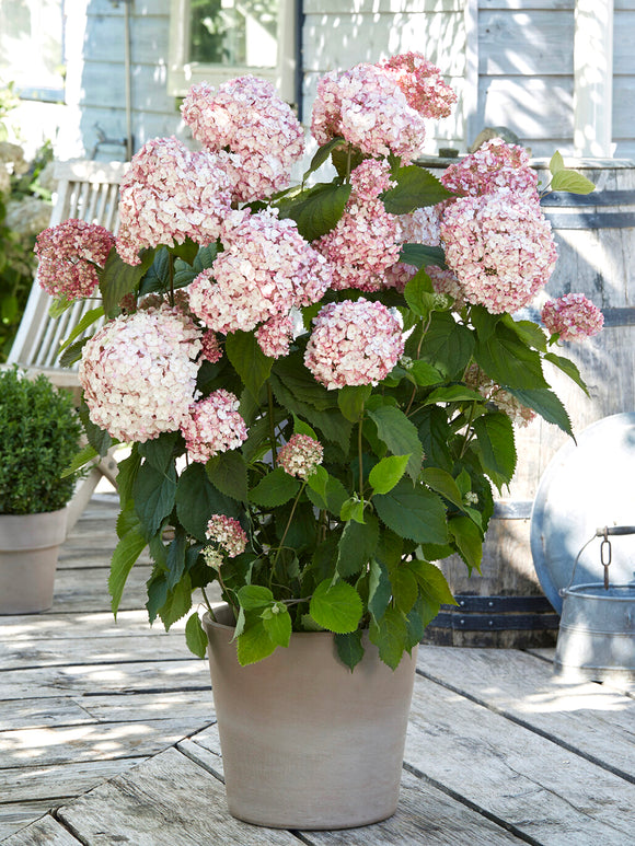 Buy Hydrangea Candybelle Bubblegum Bare Roots, Spring Delivery to UK