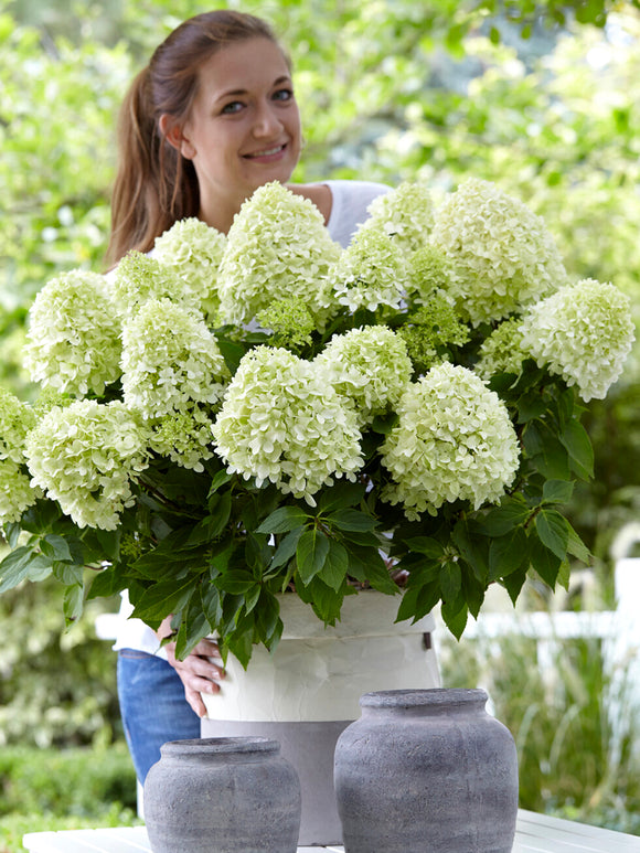 Hydrangea Little Spooky