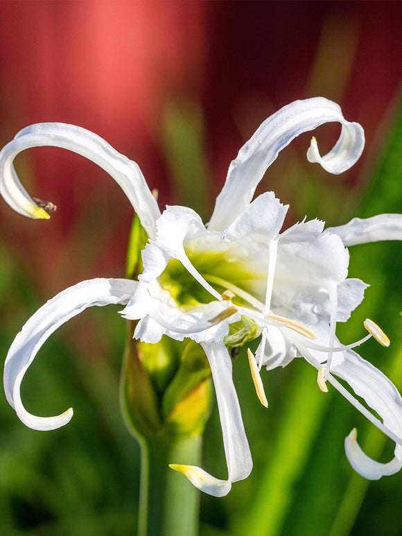 Fragrant Peruvian Daffodil flowers in summer border