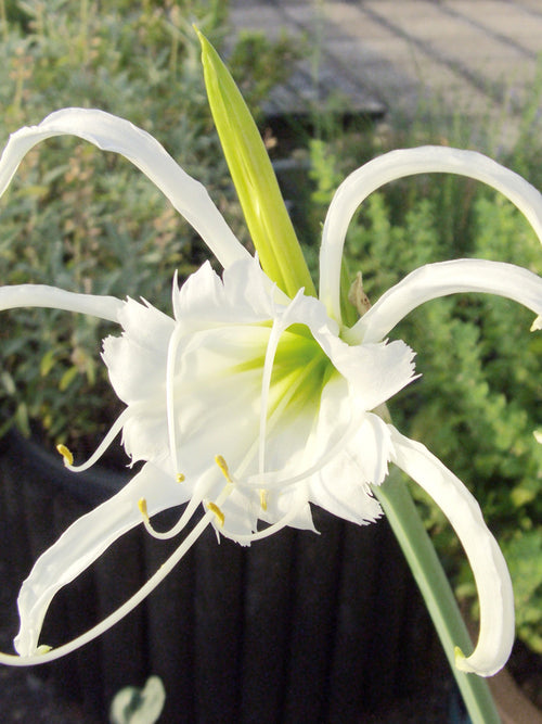 Close-up of Hymenocallis ‘Zwanenburg’ white star-shaped bloom