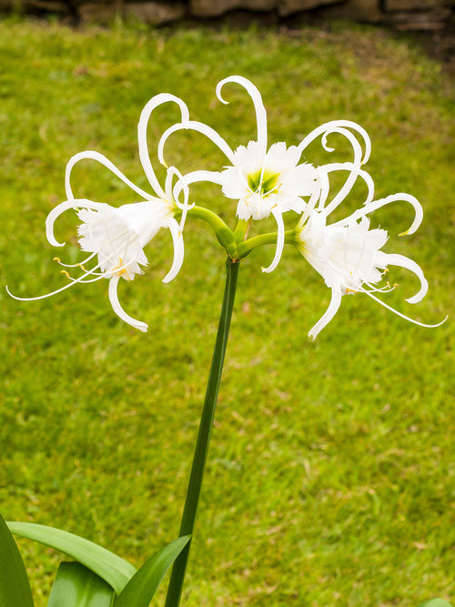 Hymenocallis Festalis flowering in a patio container