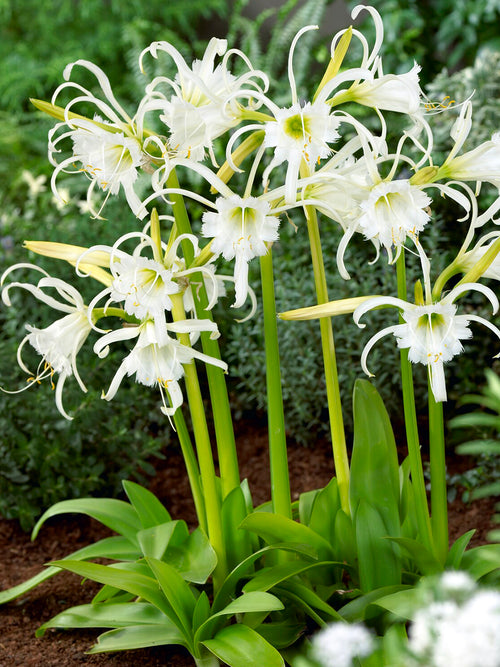Elegant white spider lily flowers with green foliage