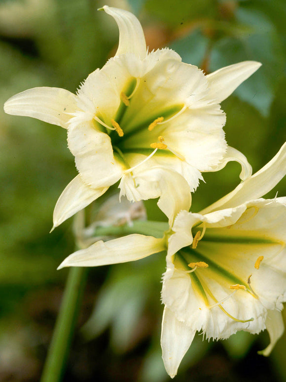 Hymenocallis Festalis ‘Zwanenburg’ in bloom