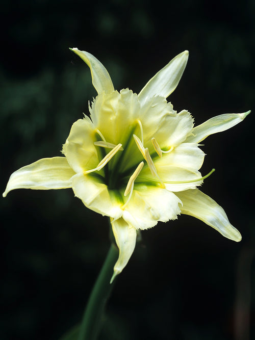 White star-shaped Peruvian Daffodil flowers in summer garden