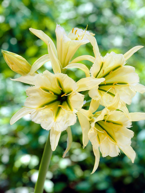 Close-up of Hymenocallis ‘Zwanenburg’ spider-like bloom