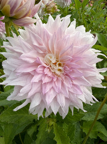 Dahlia Gitts Perfection