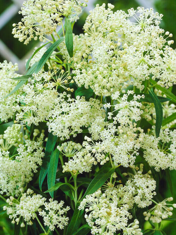 Bare Roots Asclepias (Swamp Milkweed) Ice Ballet